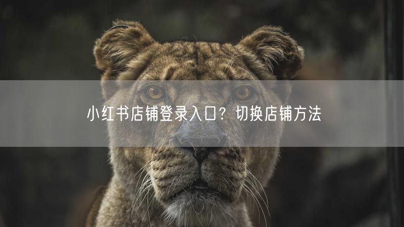 小红书店铺登录入口？切换店铺方法